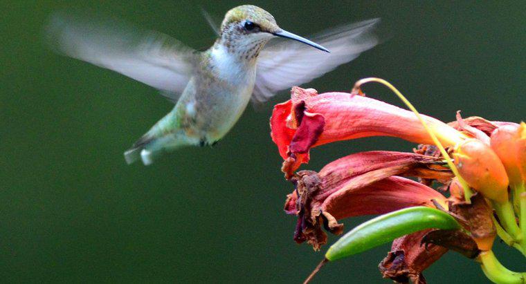 Jak wymieszać roztwór wody i cukru dla kolibrów?