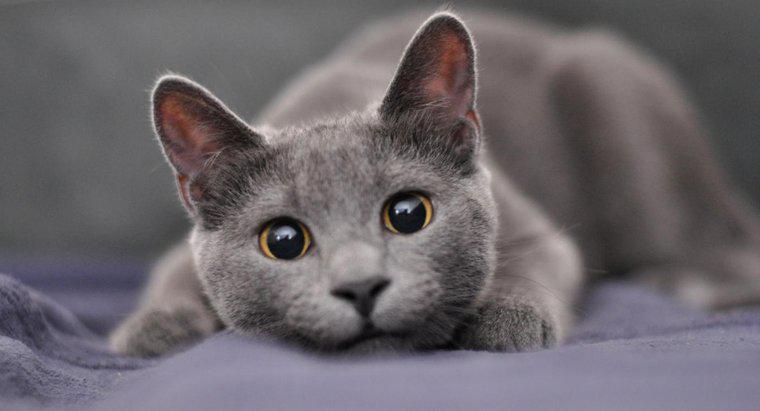 Jakie są dobre nazwy męskiego szarego kota?