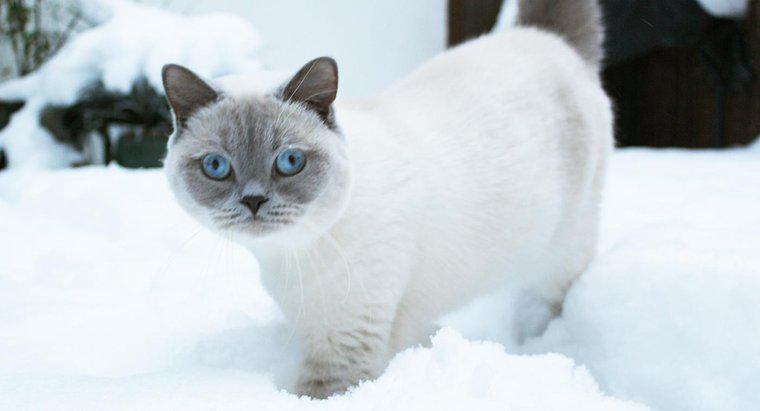 Czy koty mają grubszy płaszcz zimą?