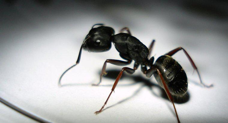 Czy Black Ants Bite People?