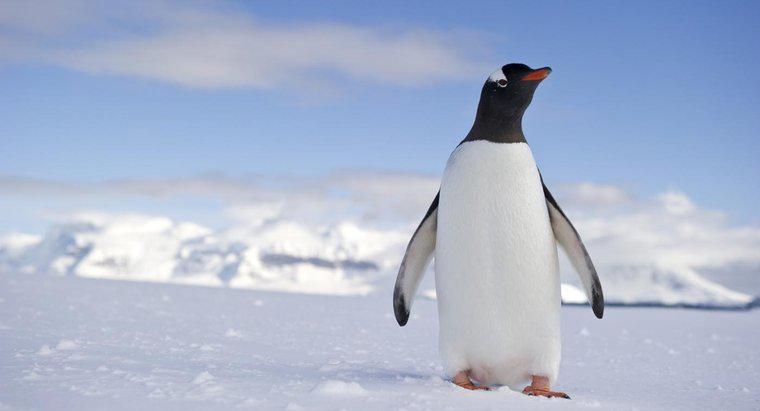 Co to jest siedlisko pingwinów?