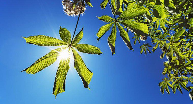 Gdzie powstaje energia do fotosyntezy?