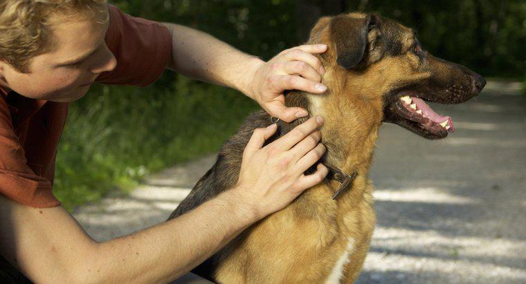 Jak zapobiegasz kleszczom na psach?