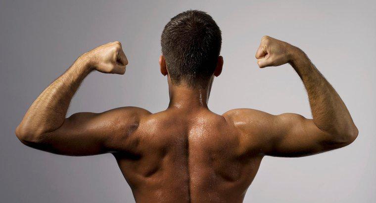 Dlaczego mięśnie są sklasyfikowane jako mięśnie szkieletowe?