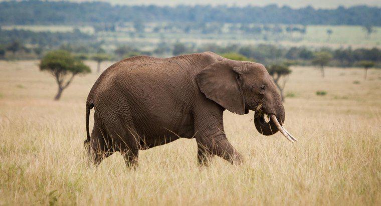 Co to jest wróg afrykańskiego słonia?