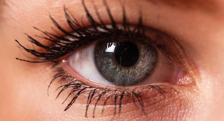 Jak nazywa się wewnętrzny róg twojego oka?