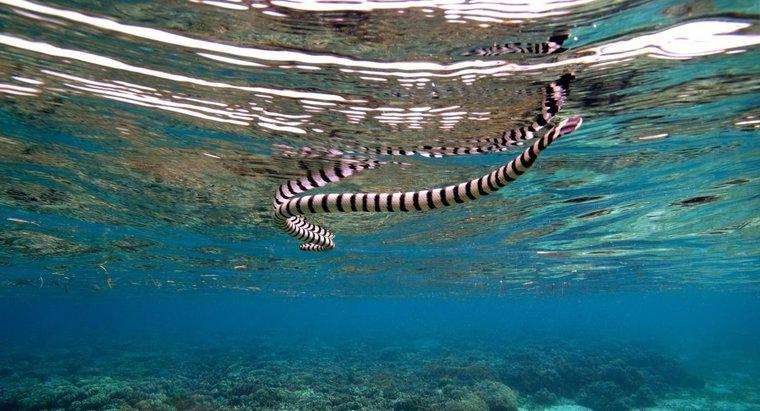 Jaki rodzaj drapieżników ma morski wąż?
