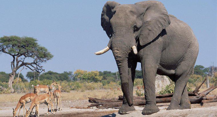 Jak wysokie są słonie?