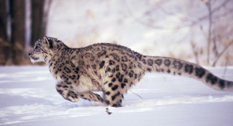Jak szybko może przebiegać Leopard?