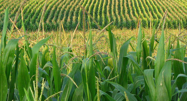 Ile wody jest potrzebne do wzrostu kukurydzy?