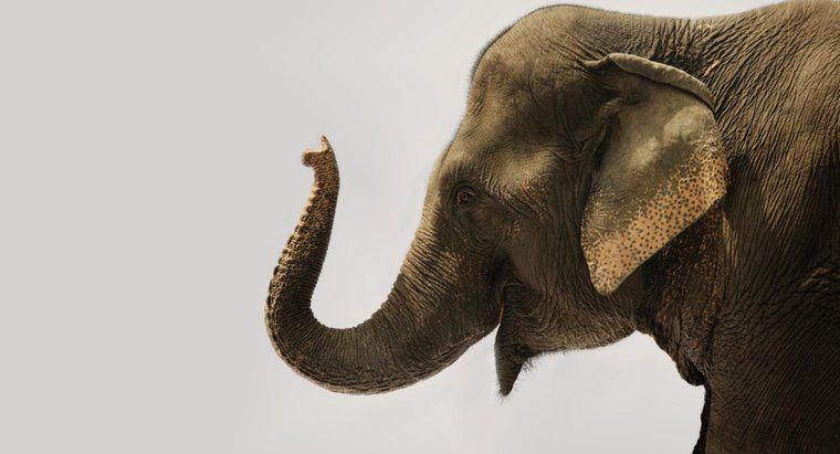 Ile mięśni znajduje się w pniu słonia?