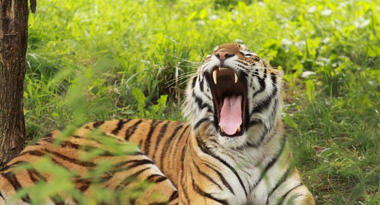 Jakiego dźwięku robi tygrys?