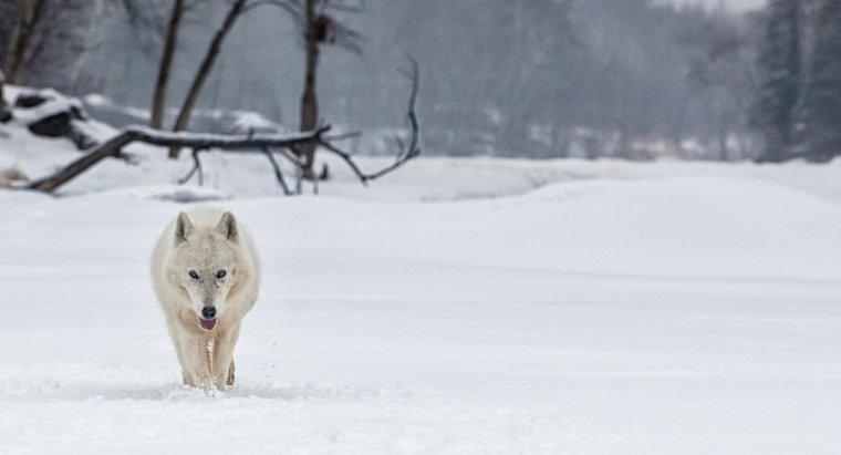 Jakie jest siedlisko arktycznego wilka?