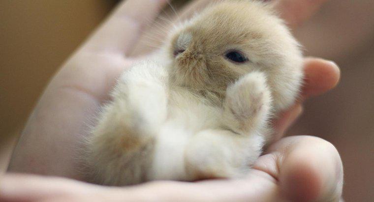 Czy trzeba ćwiczyć karmienie małych królików?