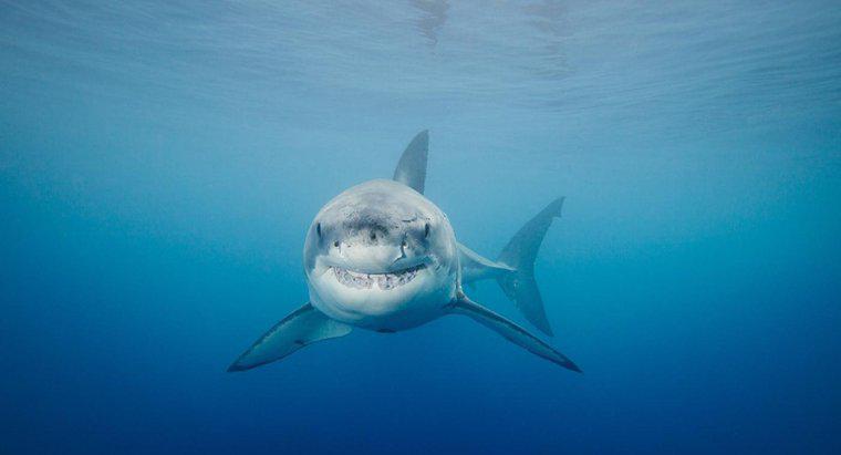 W jaki sposób Great White Shark Evade Predators?