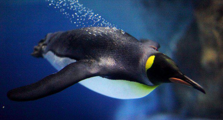 Jak szybko pływają pingwiny?