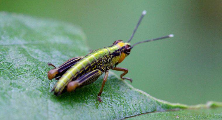 Co robią Grasshoppers?