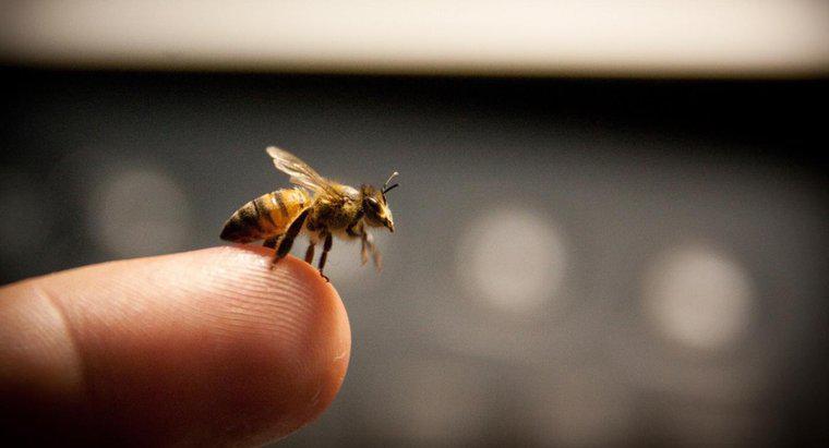 Co to jest skuteczna terapia powstrzymująca obrzęk przed użądleniem pszczół?