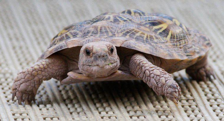 Jaka jest różnica między żółwiem a żółwiem?