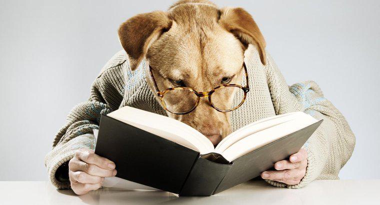 Jakie są literackie nazwy psów?