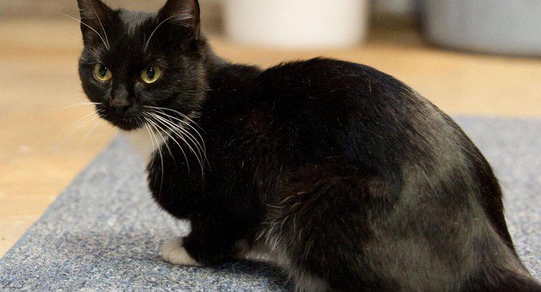 Jakie są przykłady ras kotów DSH (domestic Shorthair)?