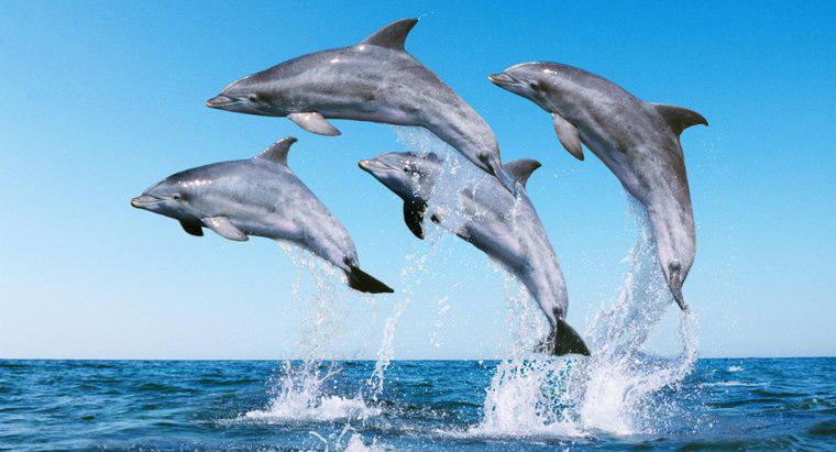 Jak chroni delfin?