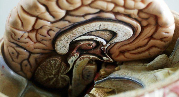 Jaka jest największa część mózgu?