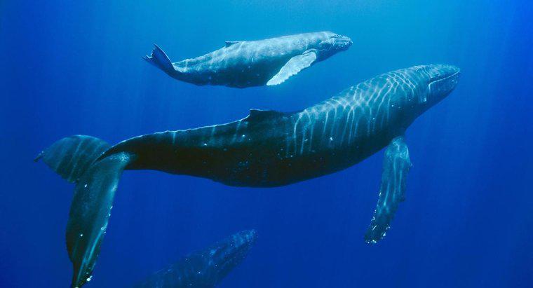 Co należy zrobić, aby uratować wieloryby Humpback?