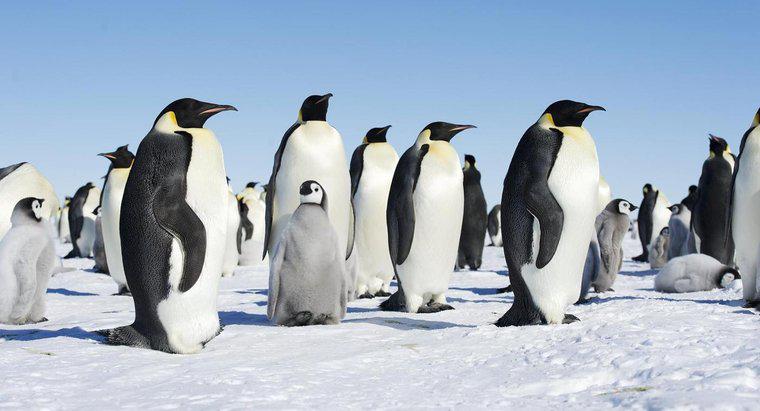 Jak Pingwiny dbają o swoich młodych?