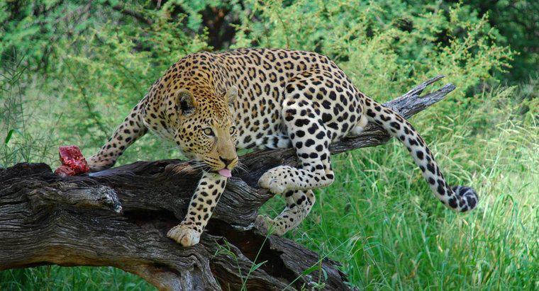 Ile Leopardów zostało na świecie?