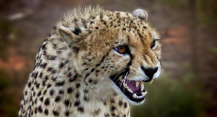 Jak Cheetah się broni?