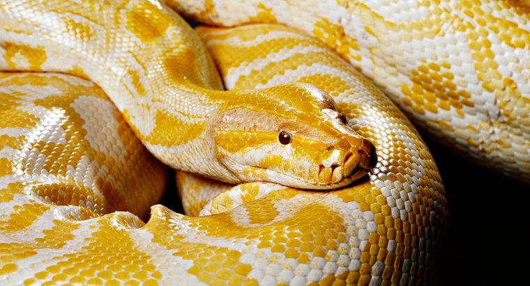 Co robią węże zwierząt domowych?