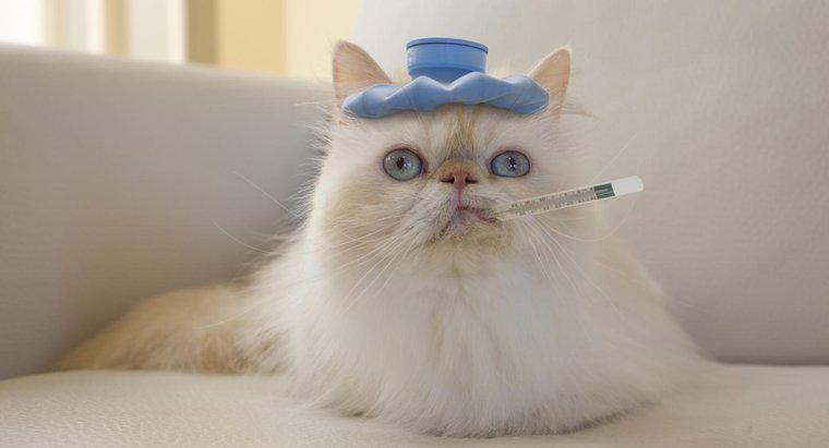 Jak zmniejszyć gorączkę kota?