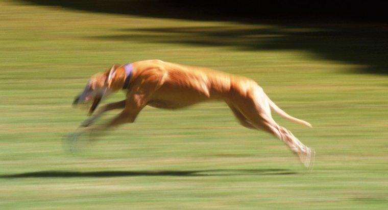 Jaki jest najszybszy pies?