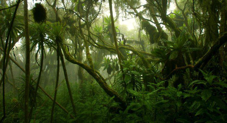 Jak wygląda klimat lasów deszczowych Konga?