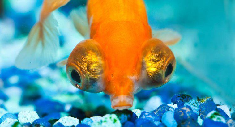 Co to są Goldfish Big-Eyed?