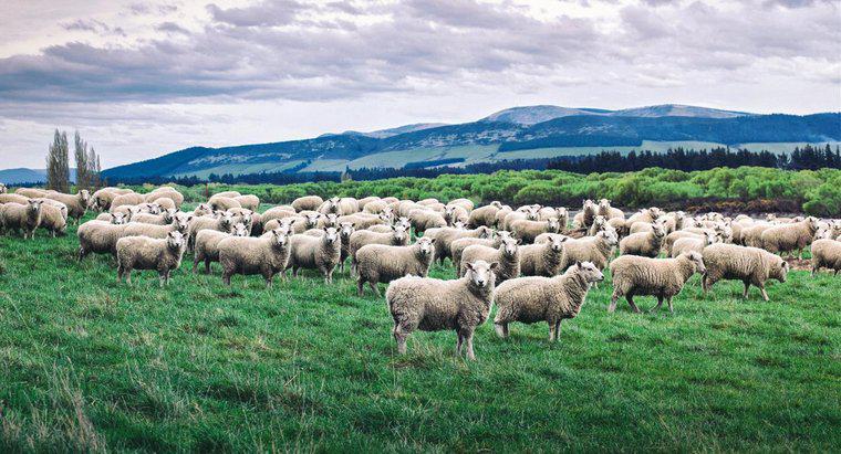 Jak nazywa się grupa owiec?