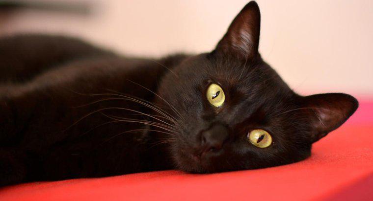 Dlaczego ludzie są podejrzliwi wobec czarnych kotów?