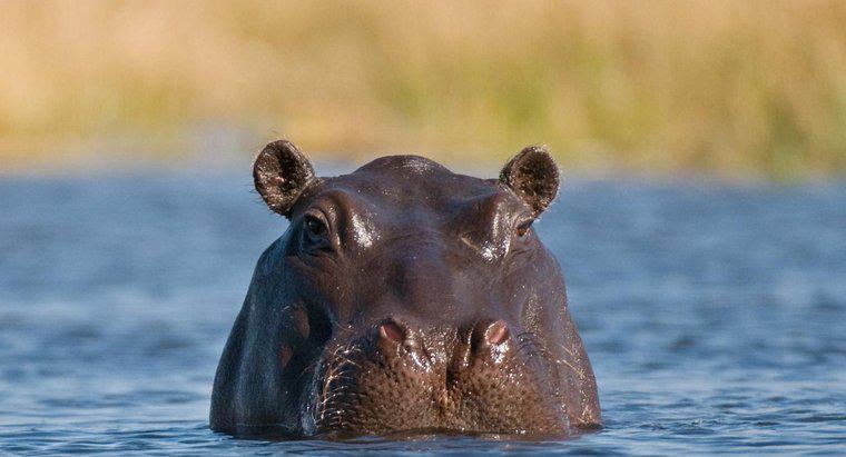 Czy pot Hippo?