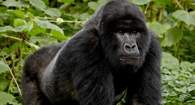 Jakie są fakty dotyczące gorilla górskiego?