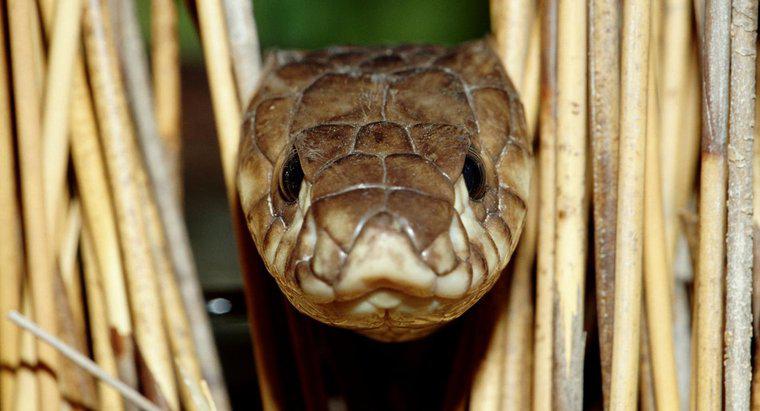 Czy węże są drapieżnikami, roślinożercami czy owadożercami?