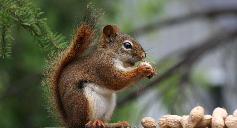 Co to jest anatomia wiewiórki?