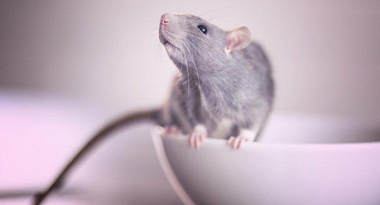 Jaka jest najlepsza trucizna dla szczurów?
