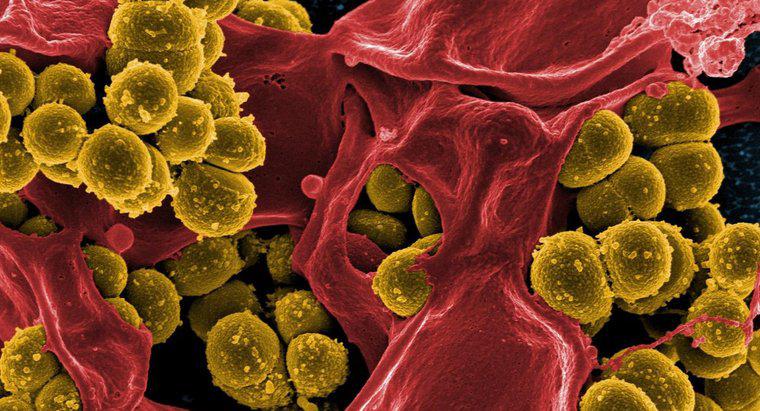 Cztery sposoby Bakterie mogą być pomocne dla ludzi