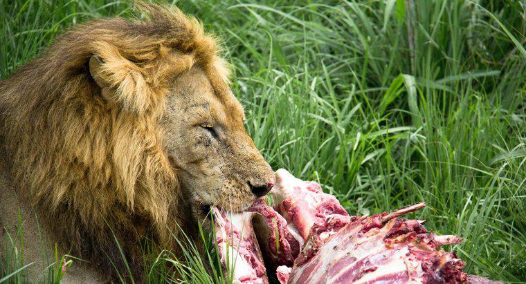 Ile lwy jedzą?