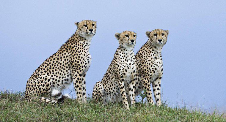 Jakie są adaptacje strukturalne geparda?