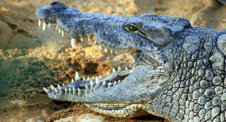 Co to jest nazwa naukowa dla krokodyla?