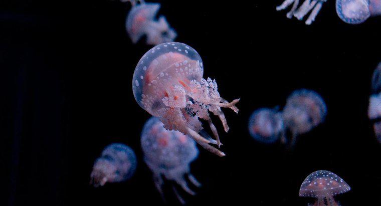 Jakie są części ciała meduzy?