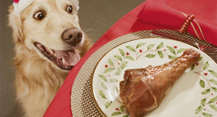 Czy psy mogą jeść kości z kurczaka?