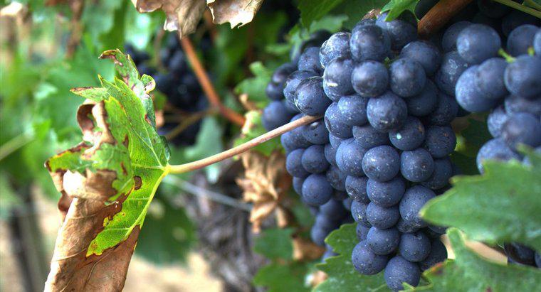 Jakie są fakty na temat winogron?